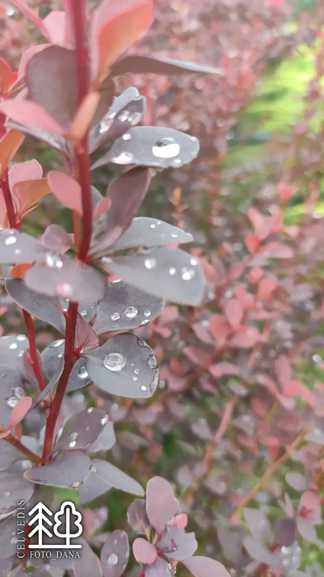 Berberis thunbergii   'Chocolate Summer'